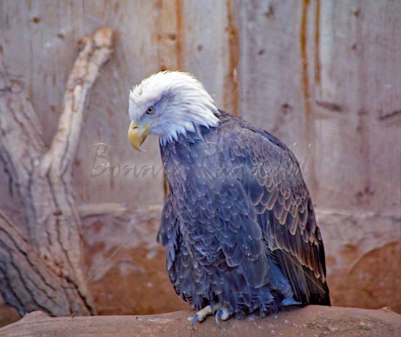 Bald Eagle - Click Image to Close