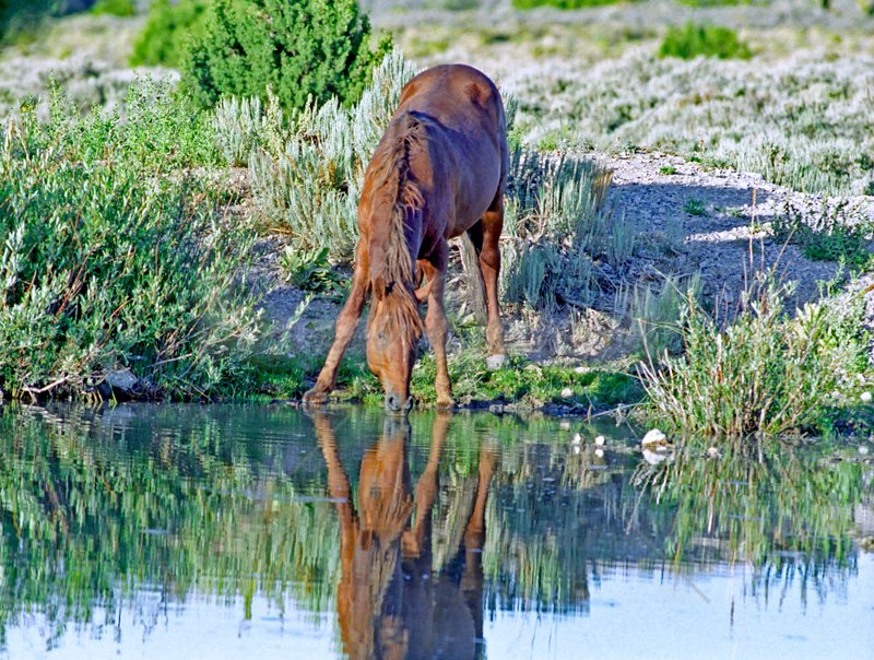 Wild Sorrel Stallion - Click Image to Close