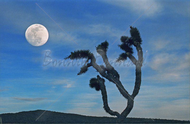 Joshua Tree and Moon - Click Image to Close